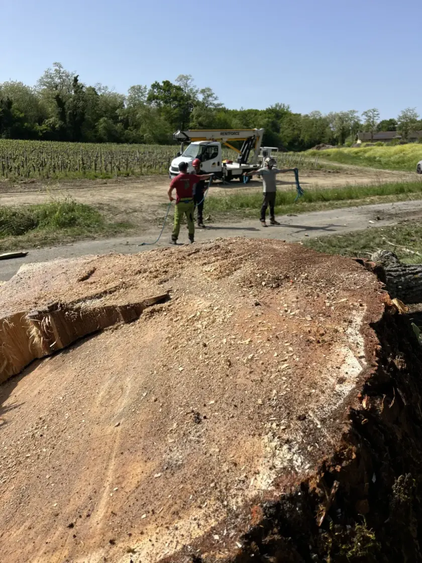 L’équipe LGB Paysage range les cordages devant le camion en fin de chantier d’abattage