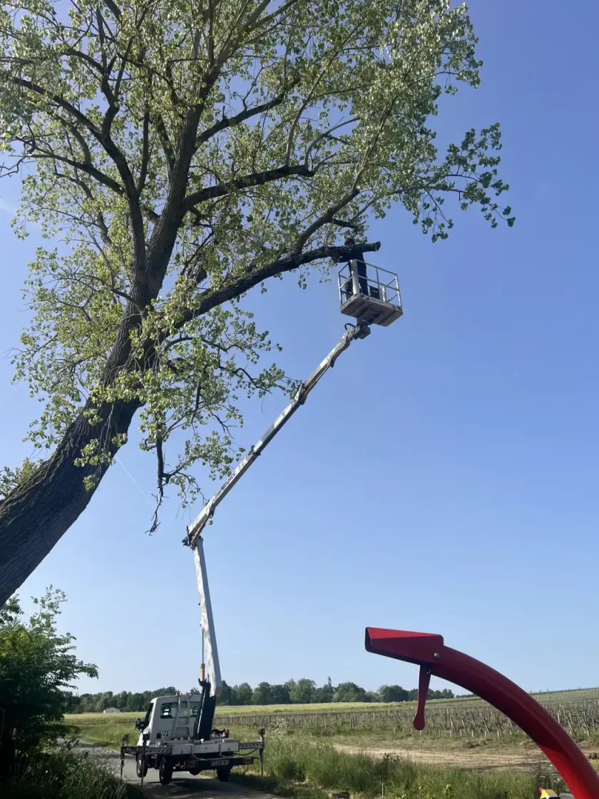 Élagueur LGB Paysage au travail dans le houppier d’un grand arbre